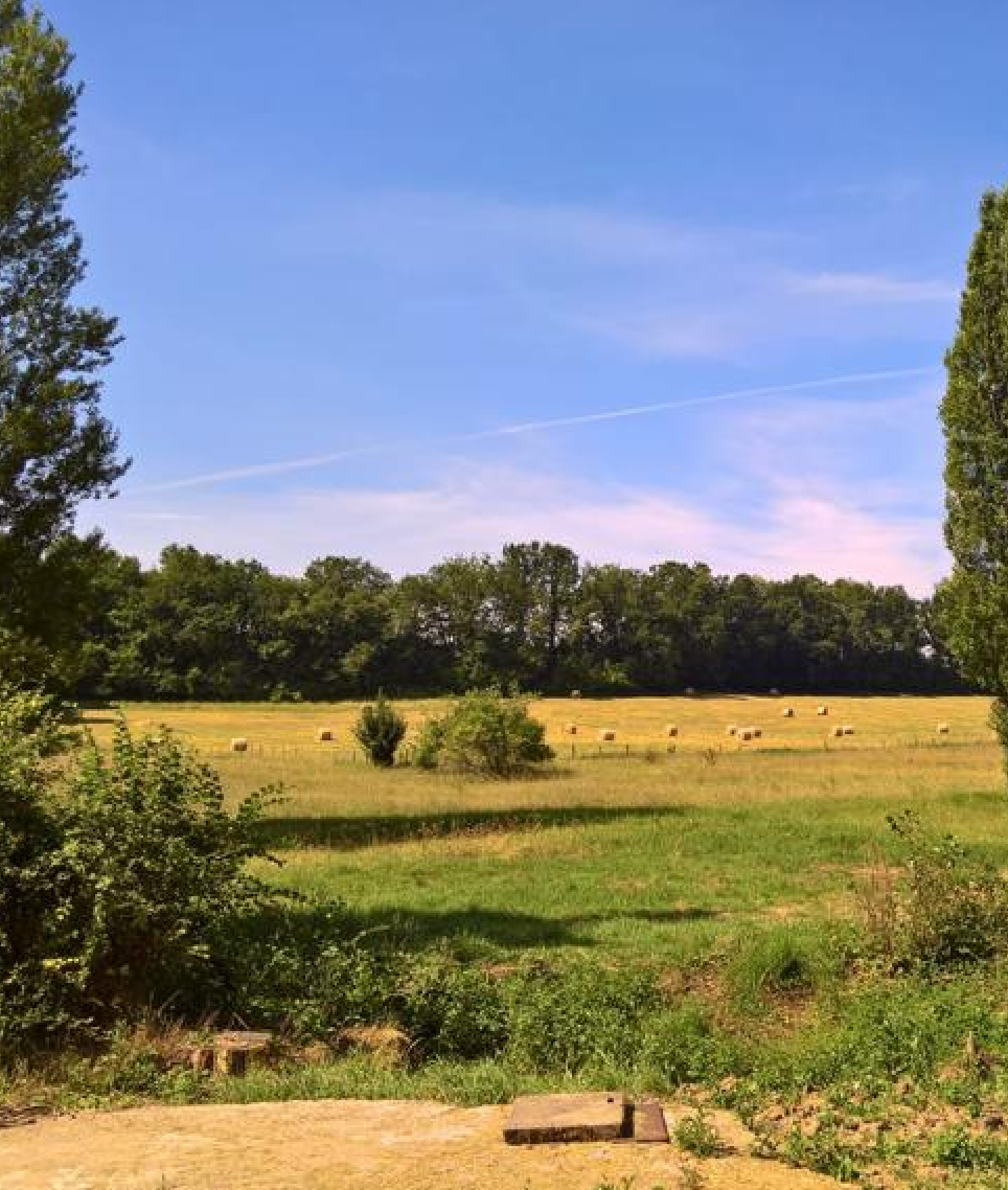 Large field with sheep in the background